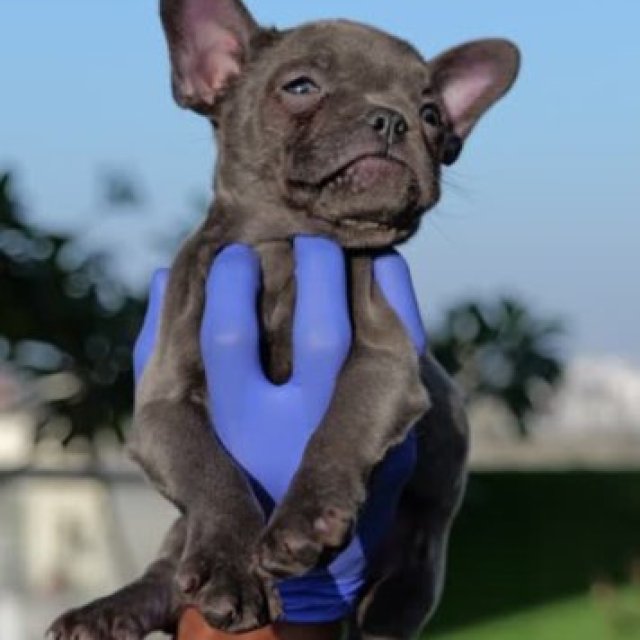 French Bulldog Price in India | Buy French Bulldog Puppies in India - Puppiezo