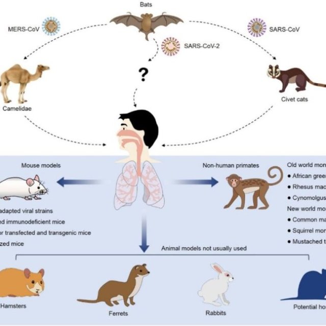 MERS-CoV Animal Models to Support Antiviral Research