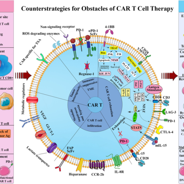 CAR T-Cell Therapy A Novel Approach to Tailored Cancer Management