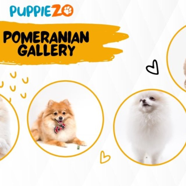 Pomeranian Dogs for Sale: Everything You Need to Know Before Bringing One Home