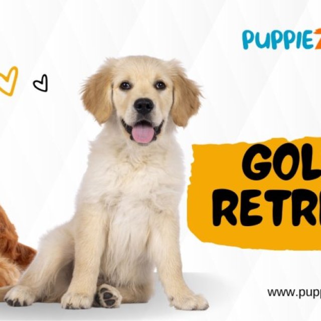 Golden Retrievers for Sale: Your Ultimate Guide to Choosing the Perfect Companion