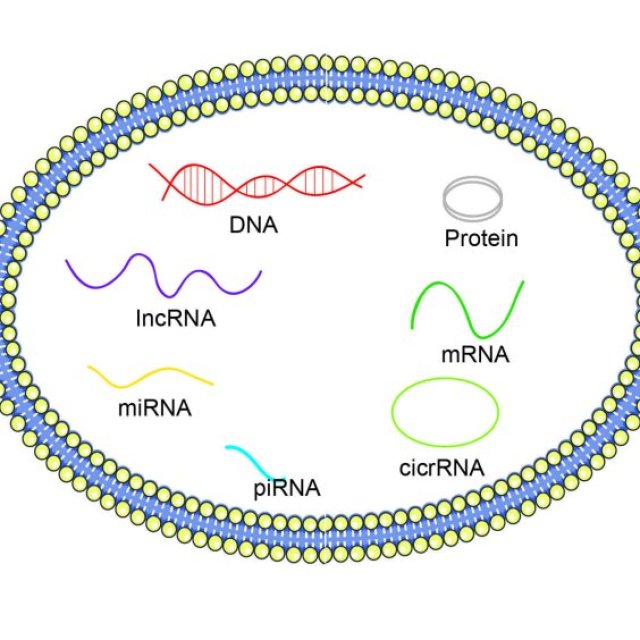 Comprehensive Solutions for Exosome DNA & RNA Isolation