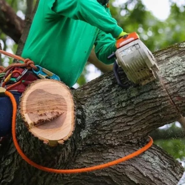 Tree Emergency Los Angeles - Gabriel Tree Services