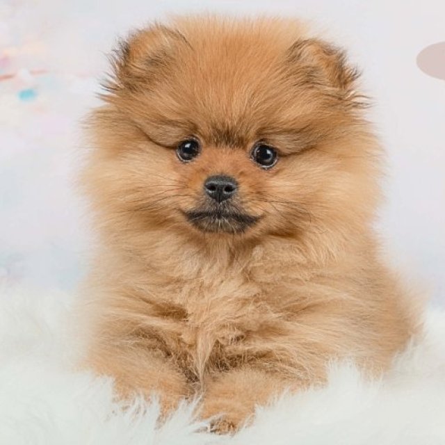 Pomeranian Price in India: Why These Tiny Pups Come with a Big Price Tag