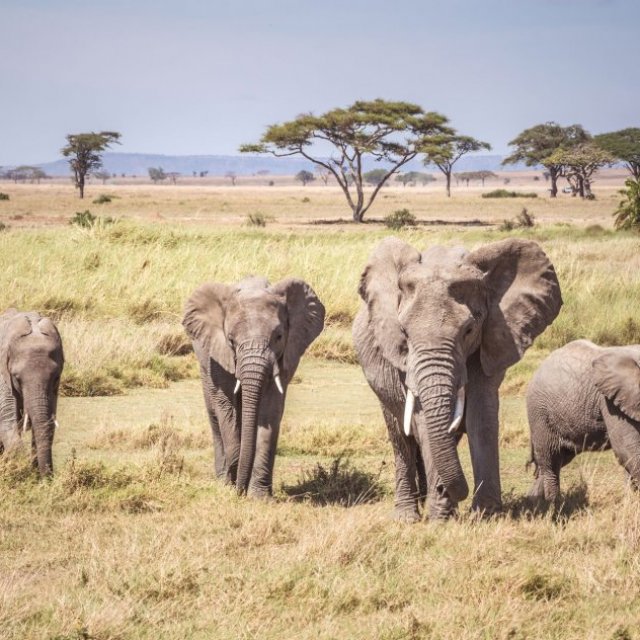 Kenya Safaris