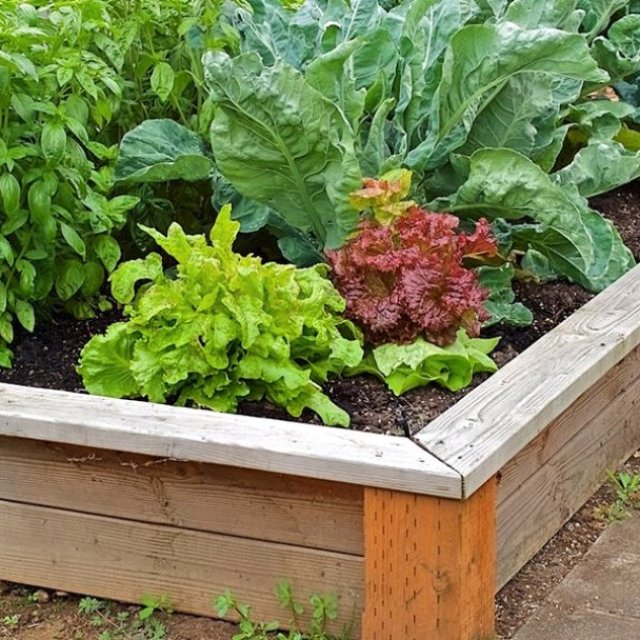 Elevated Garden Beds