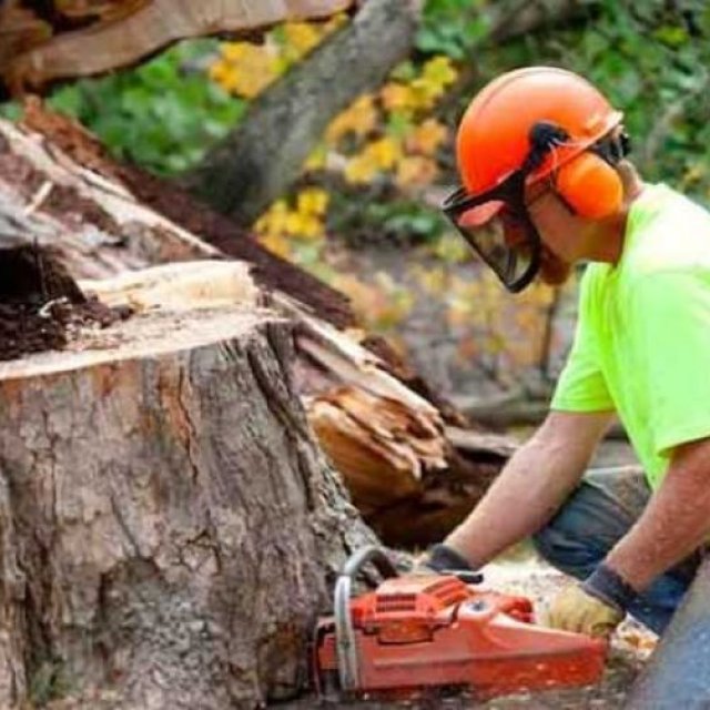 Hire Expert Tree Cutting Service in USA For Tree Solutions