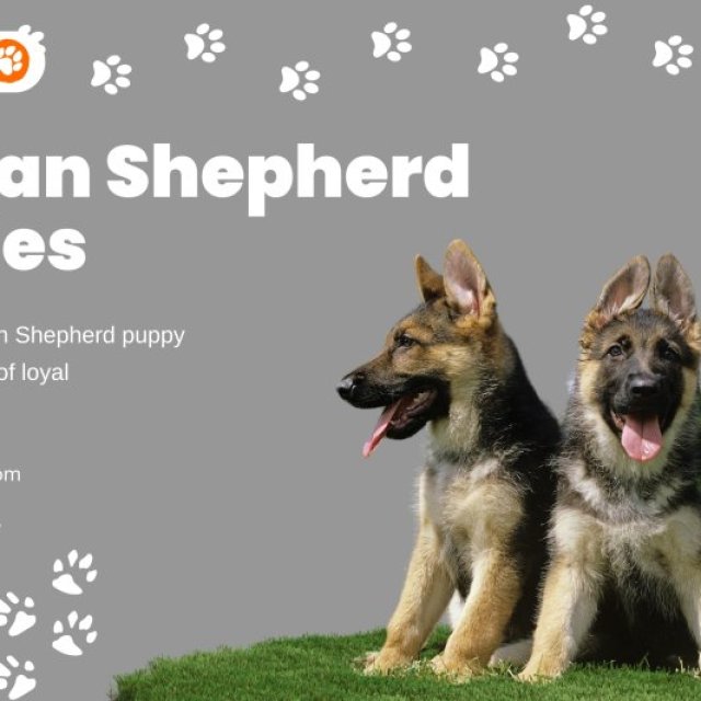 German Shepherd Price in India: A Comprehensive Guide