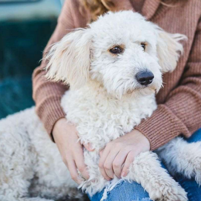 Golden Doodles By Aggi