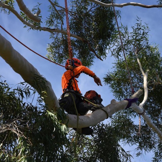 Crows Nest Tree Removal